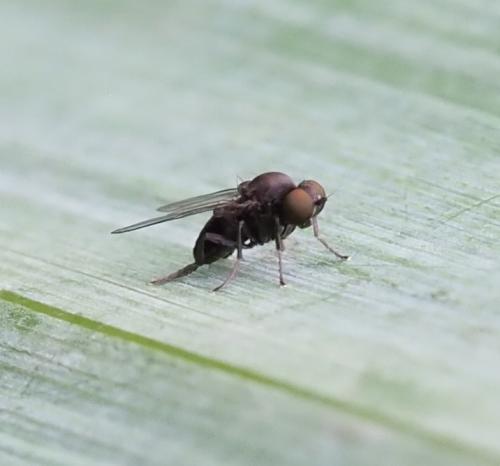 Kesselimyia chandleri